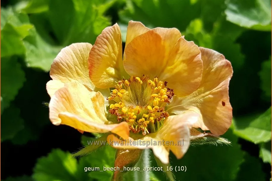 Geum rivale 'Beech House Apricot'