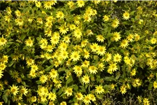 Helianthus atrorubens