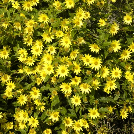 Helianthus atrorubens