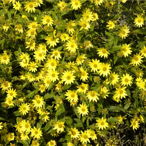 Helianthus atrorubens