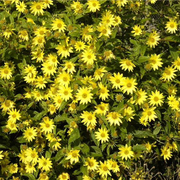 Helianthus atrorubens