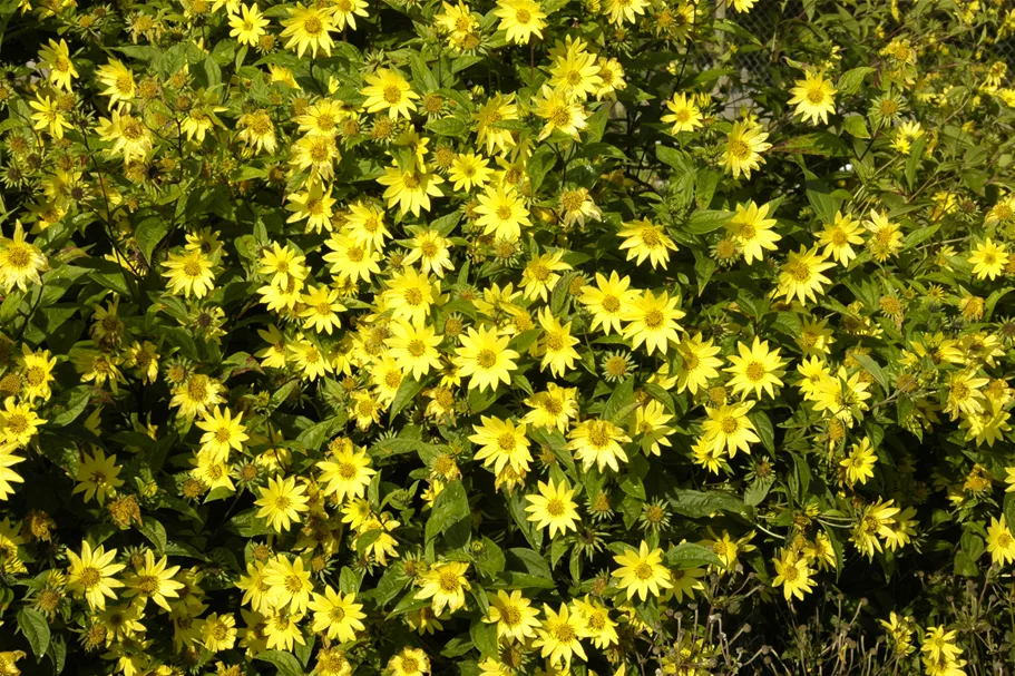 Helianthus atrorubens