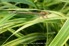 Hakonechloa macra 'Albostriata'