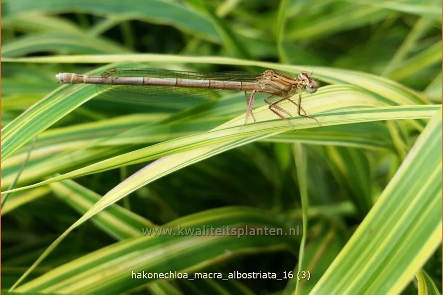Hakonechloa macra 'Albostriata'