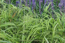 Hakonechloa macra 'Albostriata'