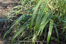 Hakonechloa macra 'Albostriata'