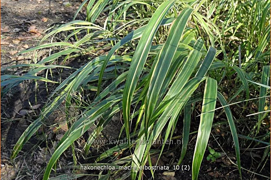 Hakonechloa macra 'Albostriata'
