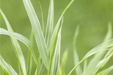 Hakonechloa macra 'Albostriata'
