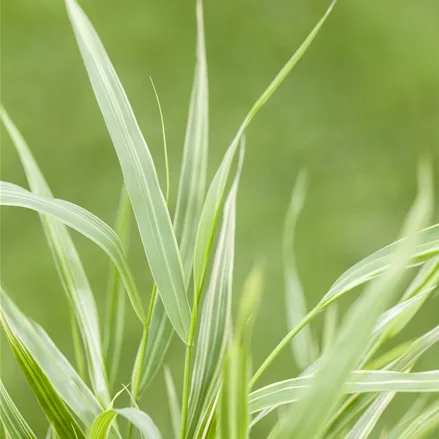 Hakonechloa macra 'Albostriata'