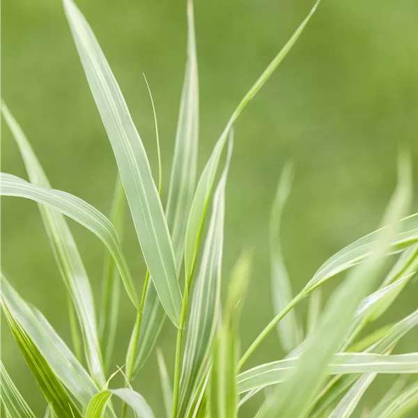 Hakonechloa macra 'Albostriata'