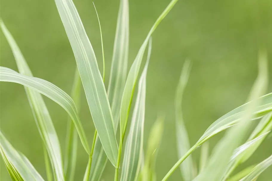 Hakonechloa macra 'Albostriata'
