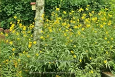 Helianthus atrorubens 'Gullick's Variety'