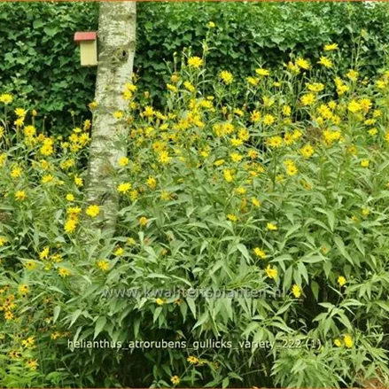 Helianthus atrorubens 'Gullick's Variety'