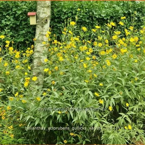 Helianthus atrorubens 'Gullick's Variety'