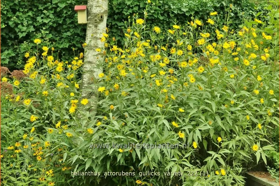 Helianthus atrorubens 'Gullick's Variety'