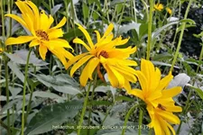 Helianthus atrorubens 'Gullick's Variety'