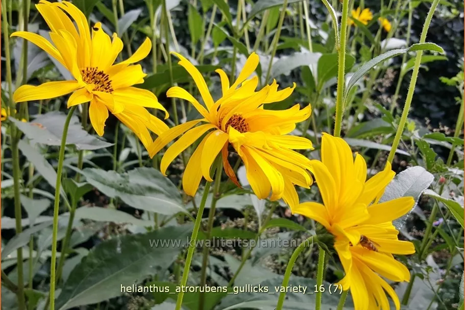Helianthus atrorubens 'Gullick's Variety'