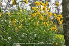 Helianthus atrorubens 'Gullick's Variety'