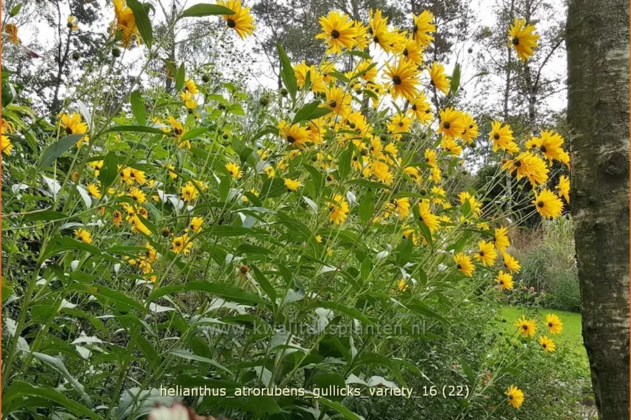 Helianthus atrorubens 'Gullick's Variety'