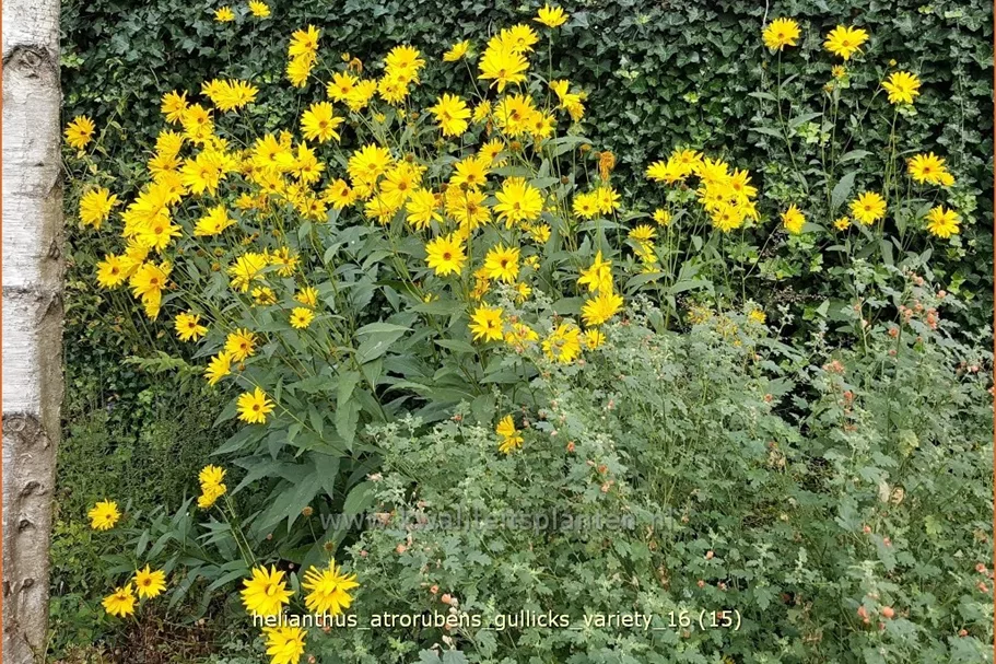 Helianthus atrorubens 'Gullick's Variety'