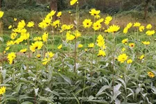 Helianthus atrorubens 'Gullick's Variety'