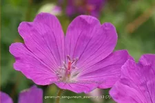 Geranium sanguineum 'Aviemore'