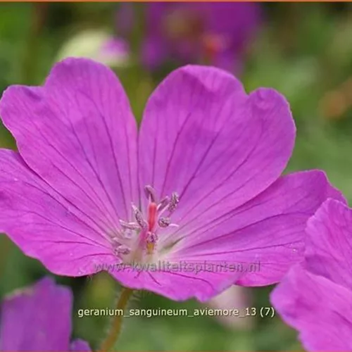 Geranium sanguineum 'Aviemore'