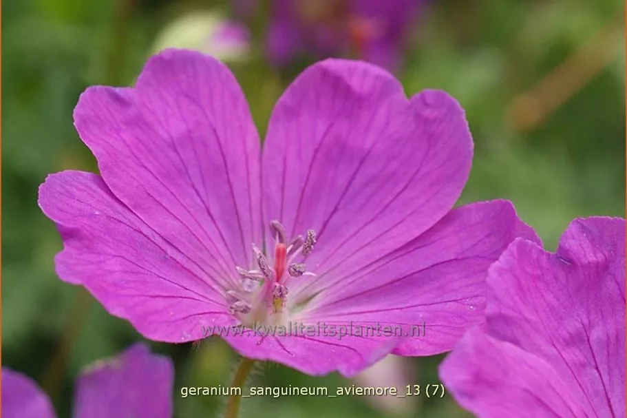 Geranium sanguineum 'Aviemore'