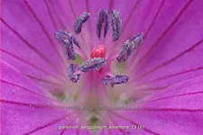 Geranium sanguineum 'Aviemore'