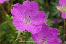 Geranium sanguineum 'Aviemore'