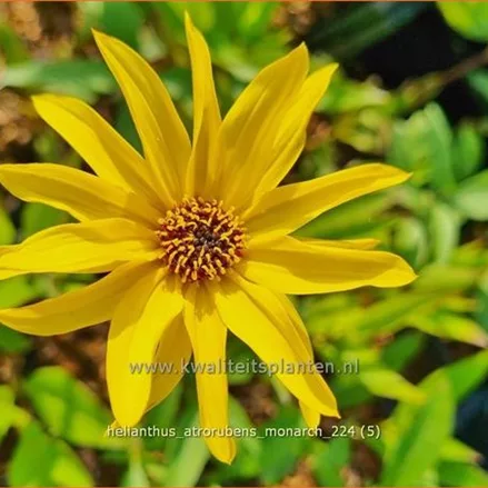 Helianthus atrorubens 'Monarch'