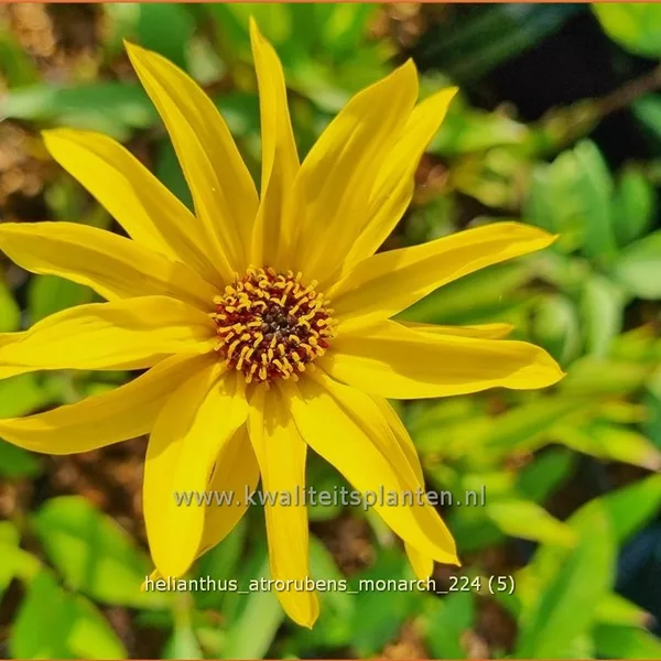 Helianthus atrorubens 'Monarch'