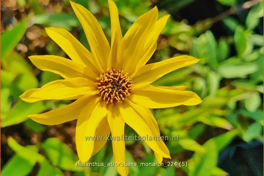 Helianthus atrorubens 'Monarch'