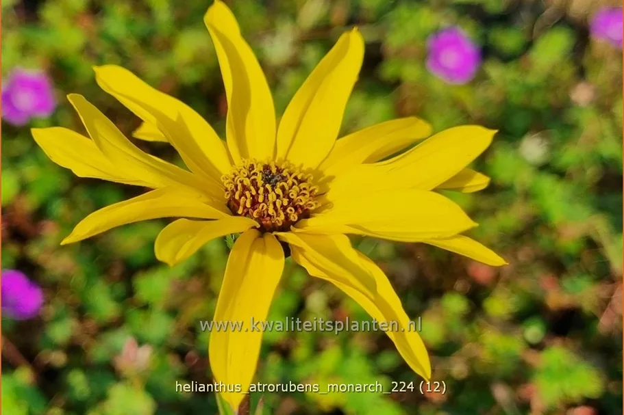Helianthus atrorubens 'Monarch'