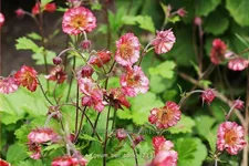 Geum 'Bell Bank'