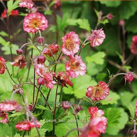 Geum 'Bell Bank'