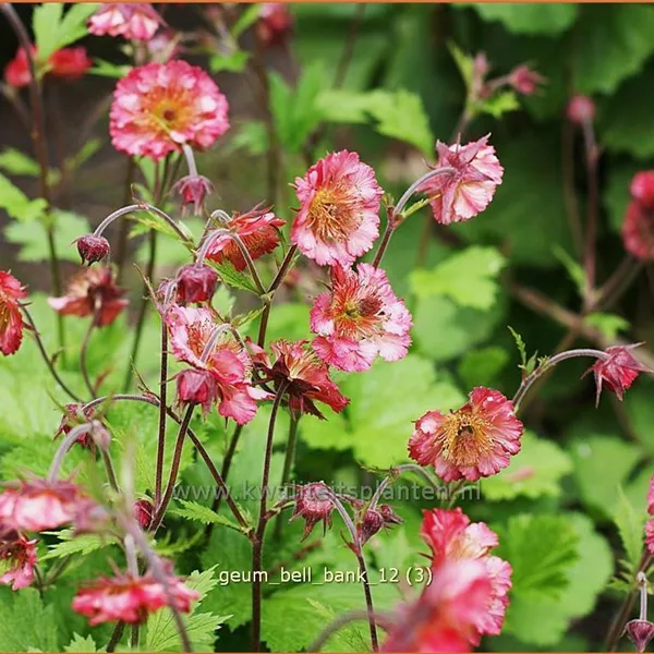 Geum 'Bell Bank'