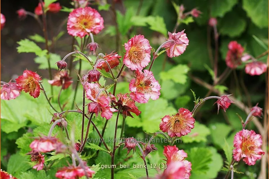 Geum 'Bell Bank'