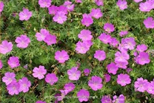 Geranium sanguineum 'Aviemore'