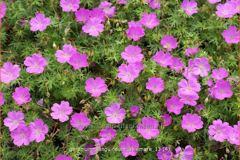 Geranium sanguineum 'Aviemore'