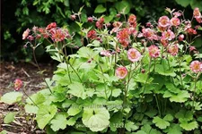 Geum 'Bell Bank'