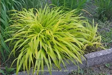 Hakonechloa macra 'All Gold'