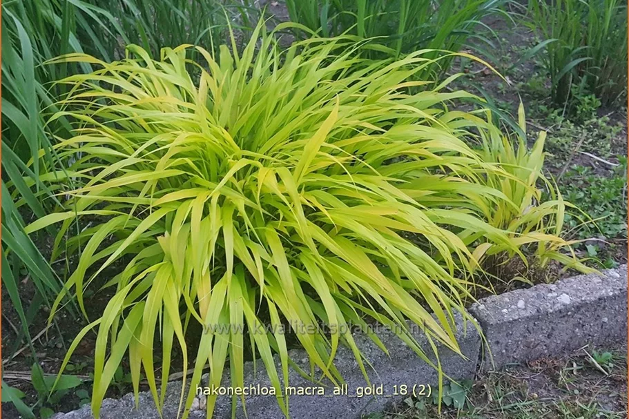 Hakonechloa macra 'All Gold'