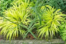 Hakonechloa macra 'All Gold'