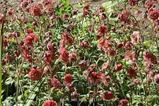 Geum 'Bell Bank'