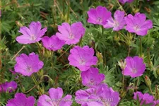 Geranium sanguineum 'Aviemore'