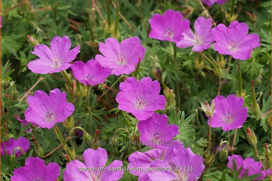 Geranium sanguineum 'Aviemore'