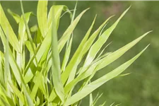 Hakonechloa macra 'All Gold'