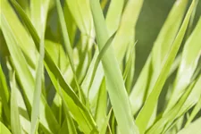 Hakonechloa macra 'All Gold'