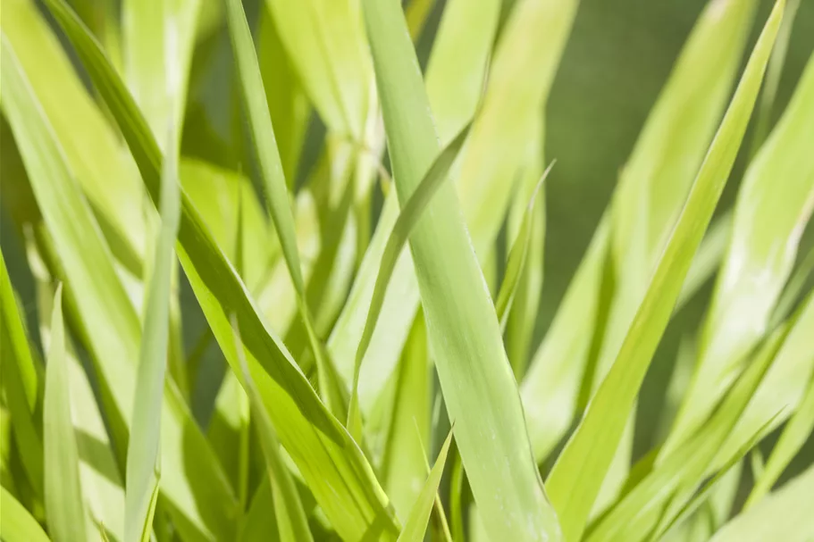 Hakonechloa macra 'All Gold'